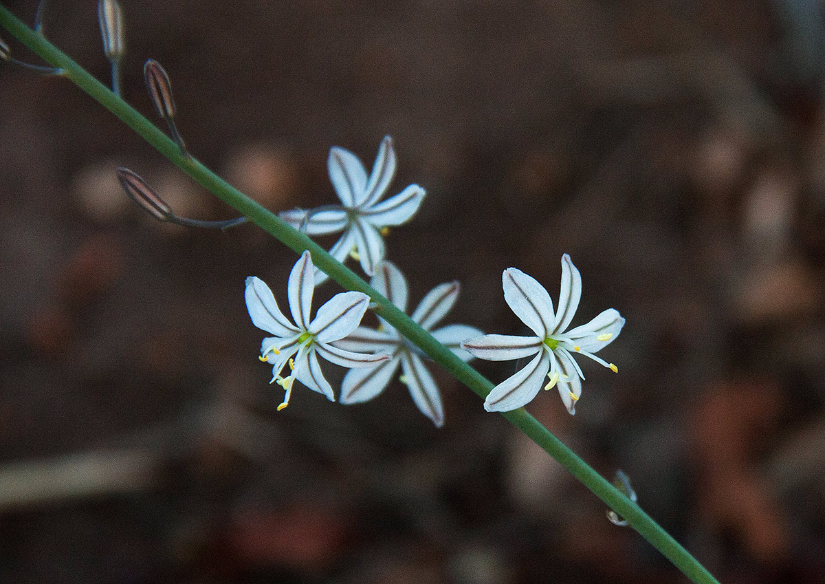 Trachyandra saltii