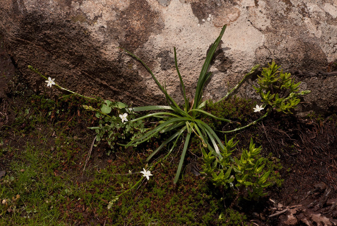 Trachyandra saltii