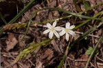Trachyandra saltii