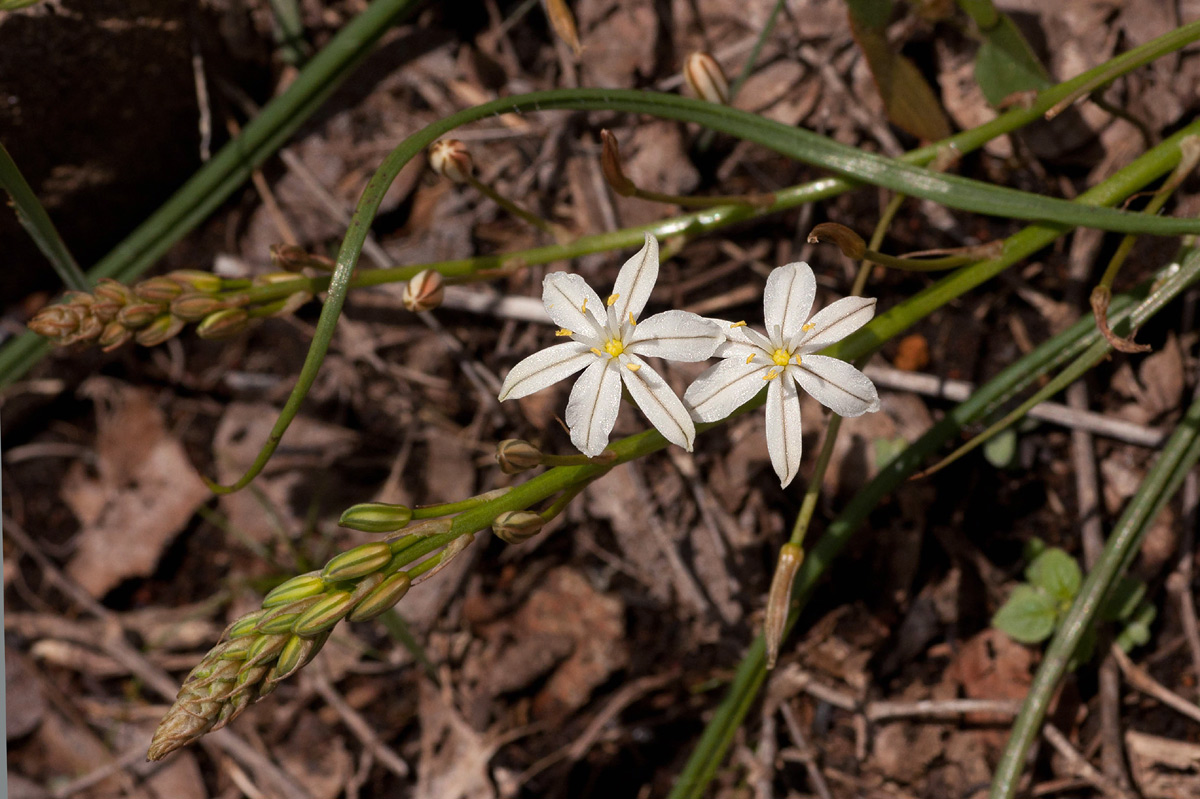 Trachyandra saltii