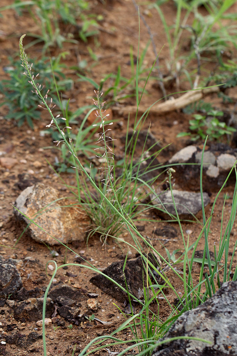 Trachyandra saltii