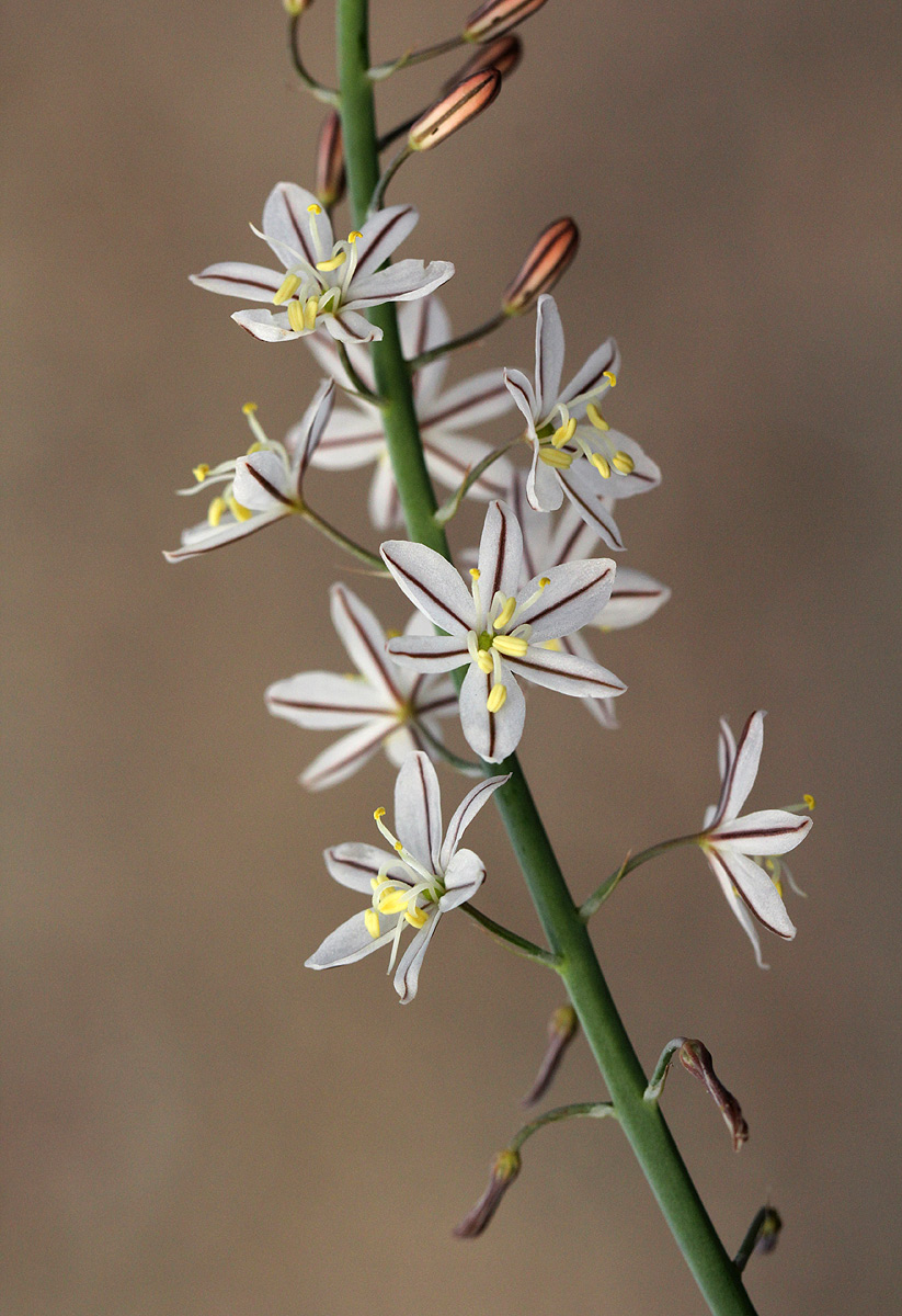 Trachyandra saltii