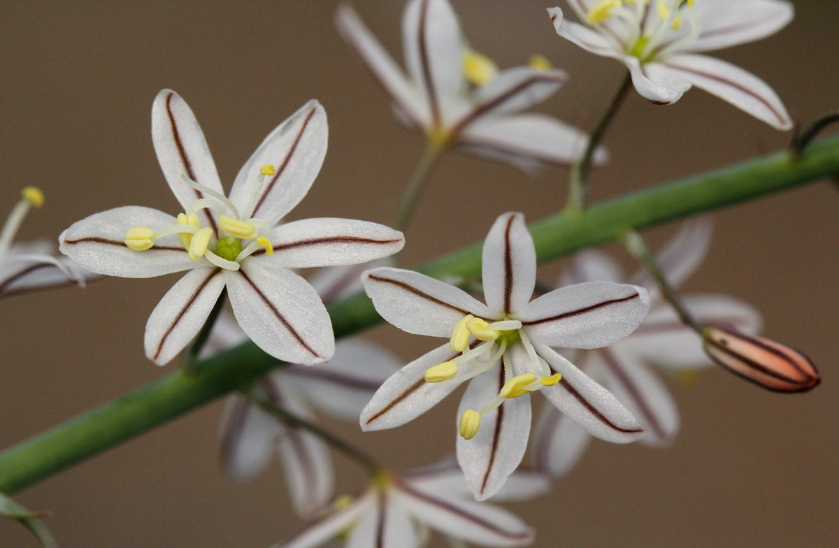 Trachyandra saltii