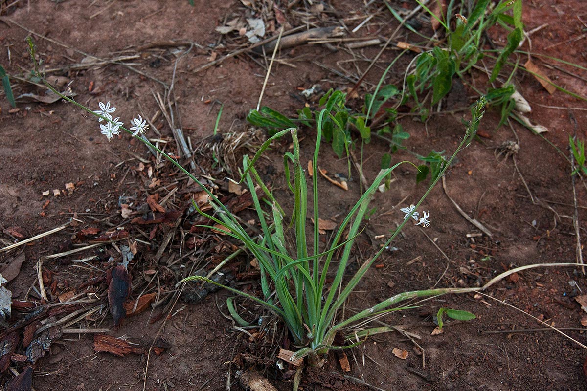 Trachyandra saltii