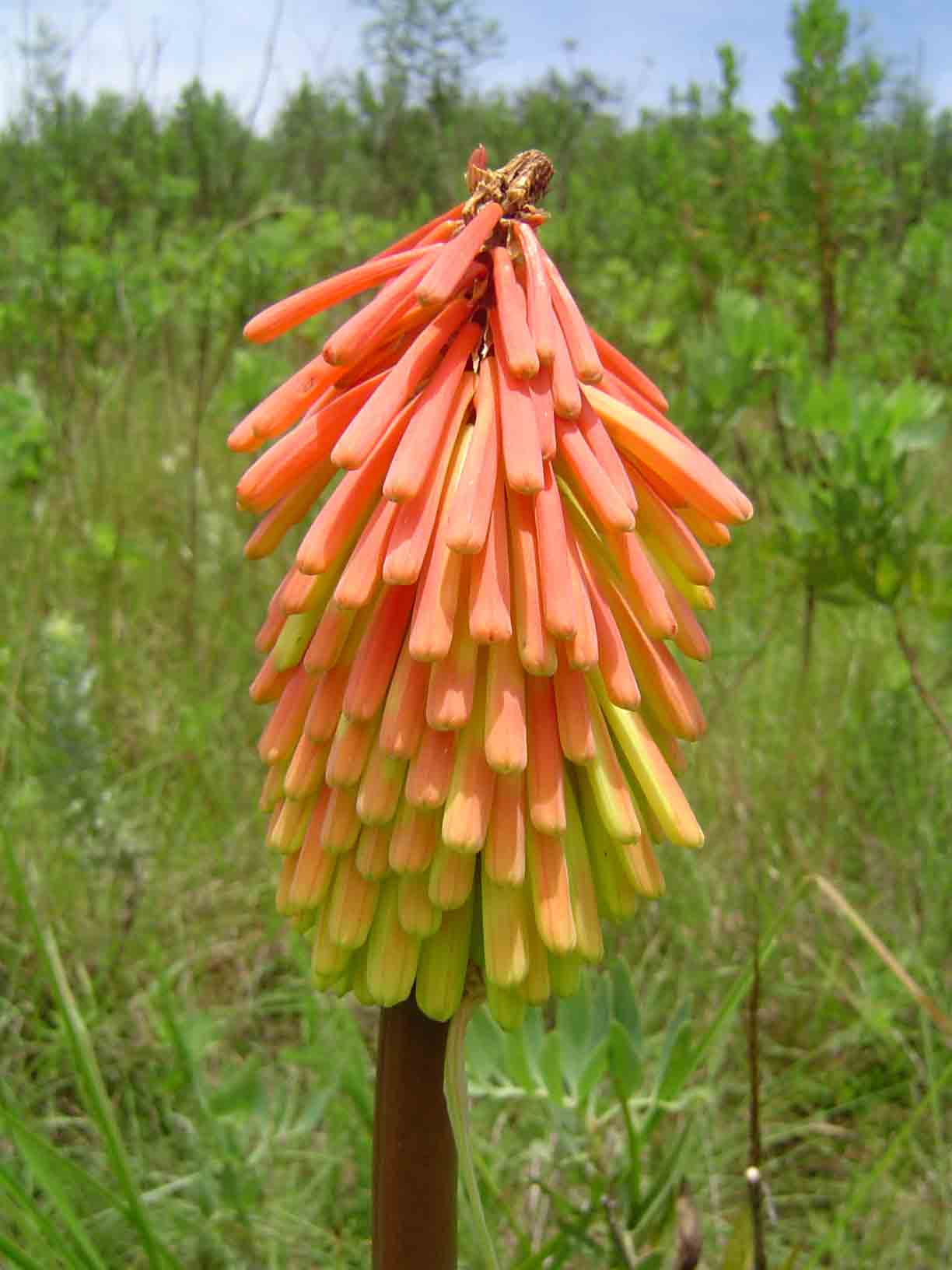 Kniphofia linearifolia