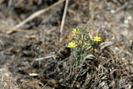 Eriospermum abyssinicum