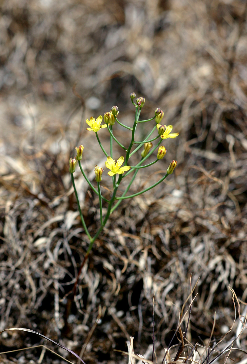 Eriospermum abyssinicum
