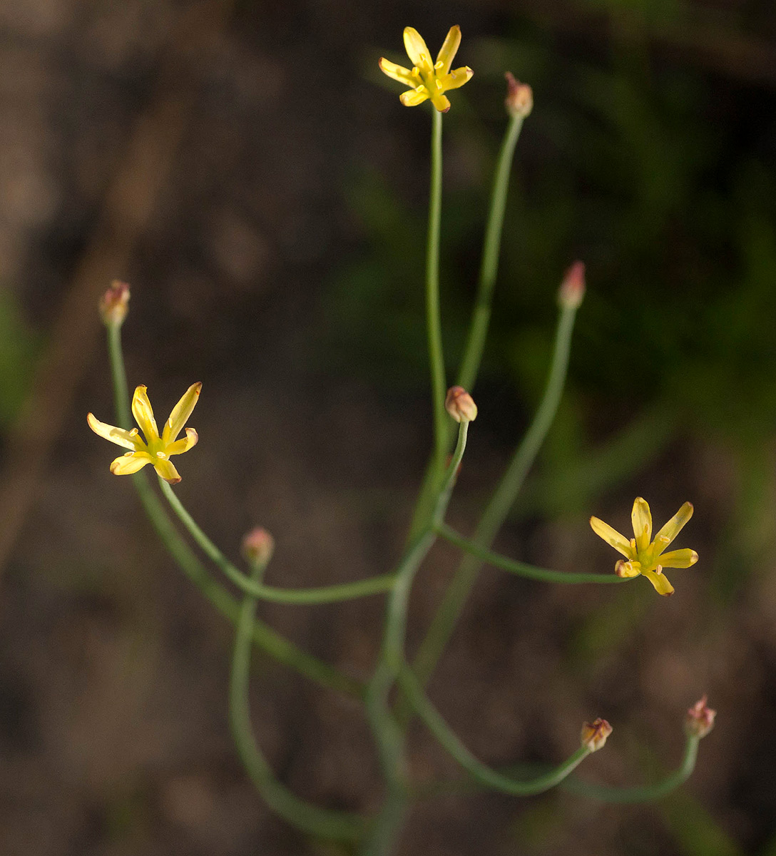 Eriospermum abyssinicum