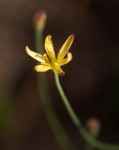 Eriospermum abyssinicum