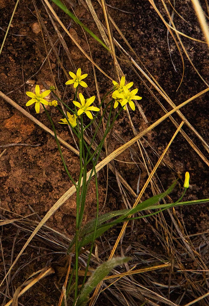 Eriospermum abyssinicum