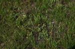 Eriospermum mackenii subsp. mackenii
