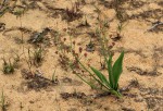 Eriospermum mackenii subsp. mackenii