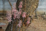 Aloe greatheadii