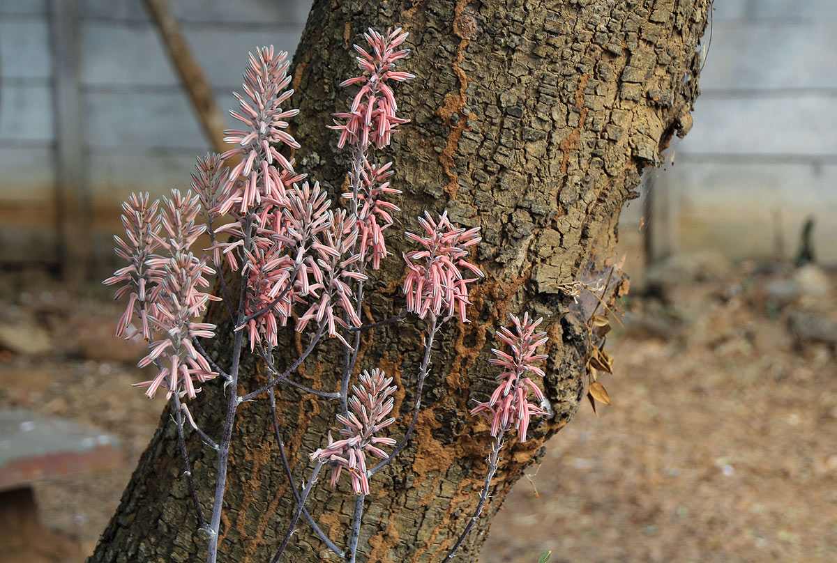 Aloe greatheadii Aloe greatheadii