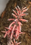 Aloe greatheadii