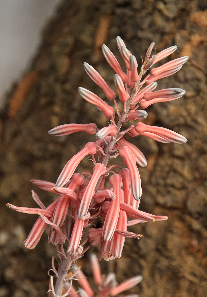 Aloe greatheadii Aloe greatheadii
