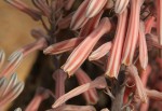 Aloe greatheadii