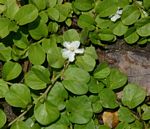 Evolvulus nummularius