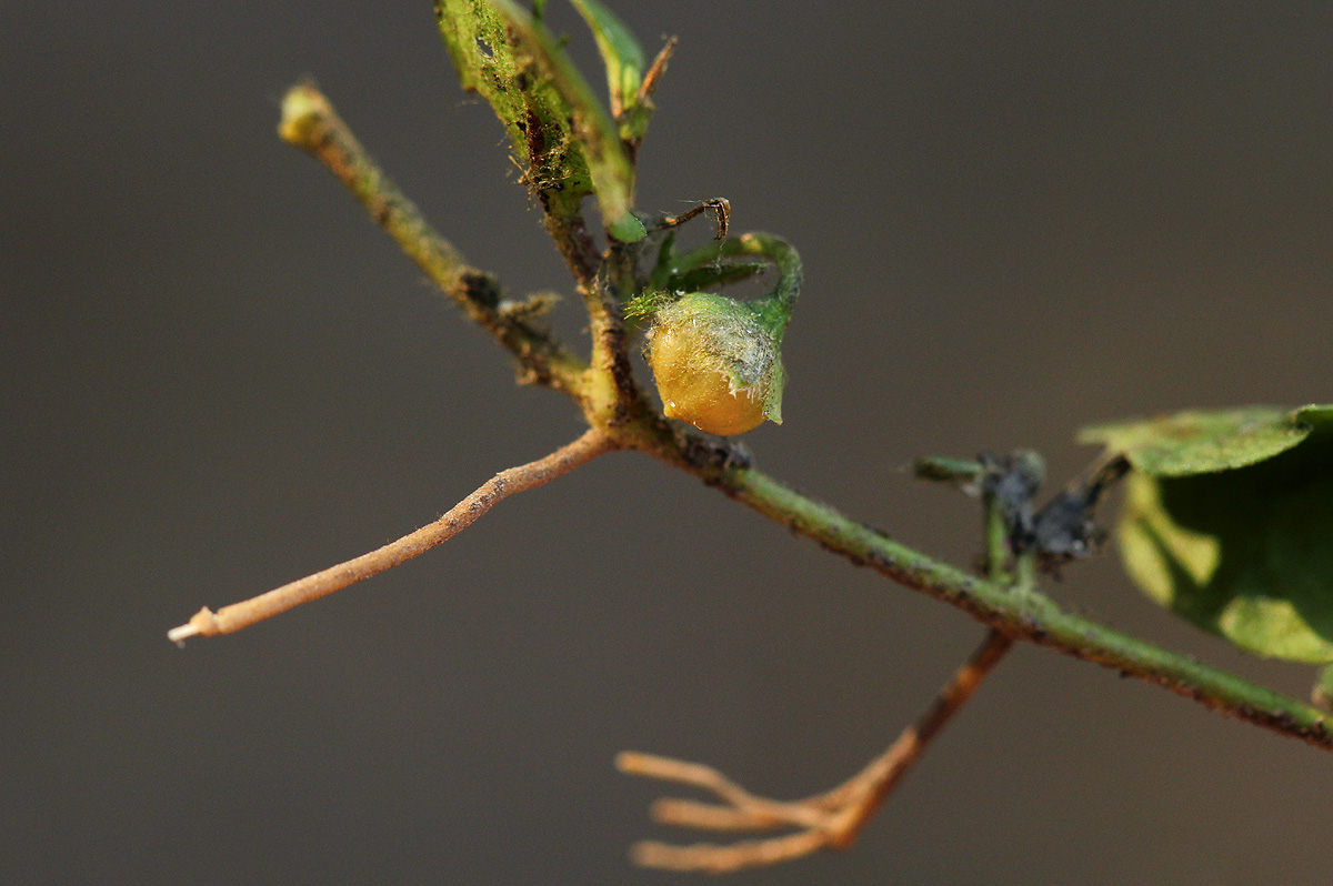 Evolvulus nummularius