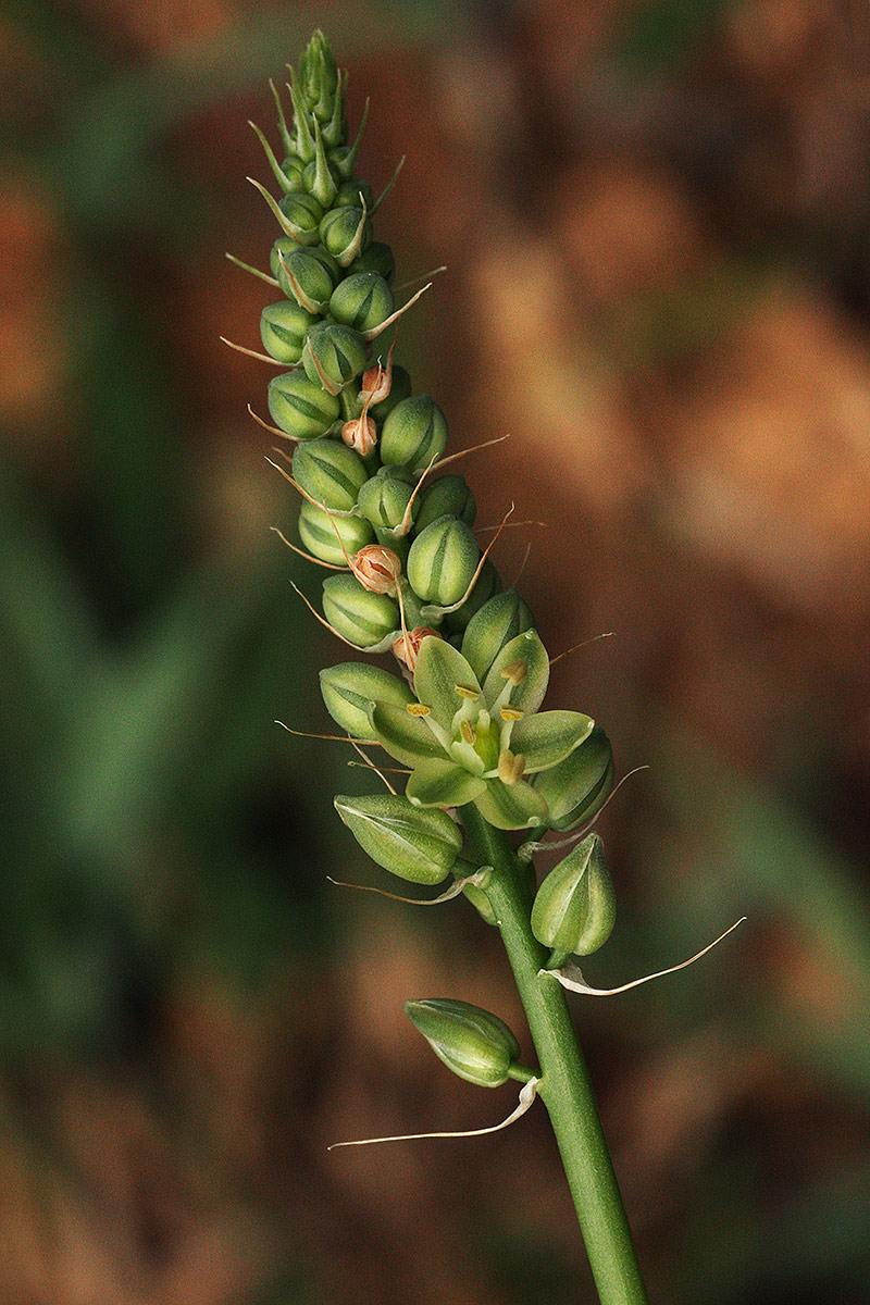 Albuca virens subsp. virens Albuca virens subsp. virens