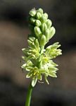 Albuca virens subsp. virens