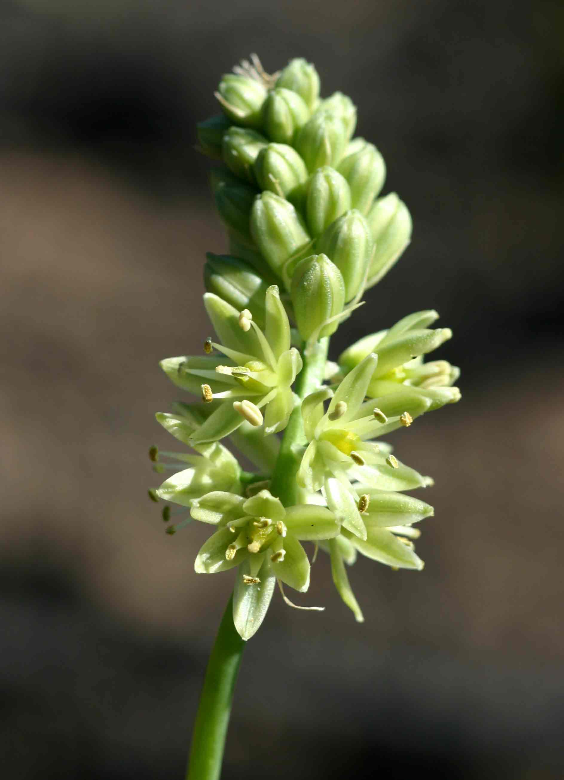 Albuca virens subsp. virens Albuca virens subsp. virens