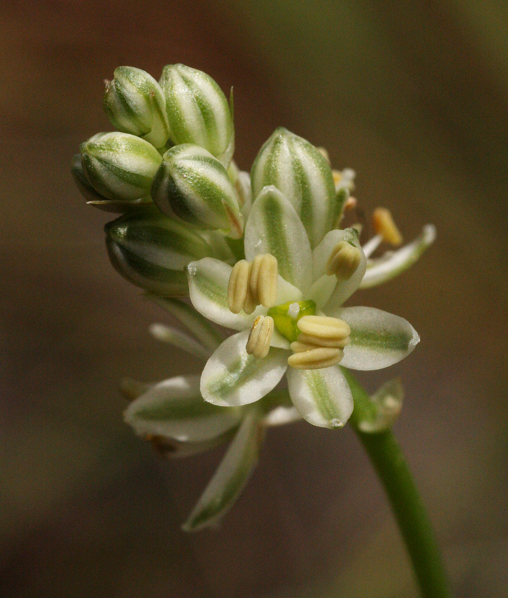 Albuca virens subsp. virens Albuca virens subsp. virens