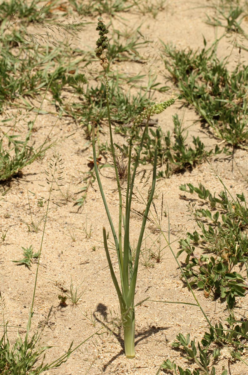 Albuca virens subsp. virens Albuca virens subsp. virens