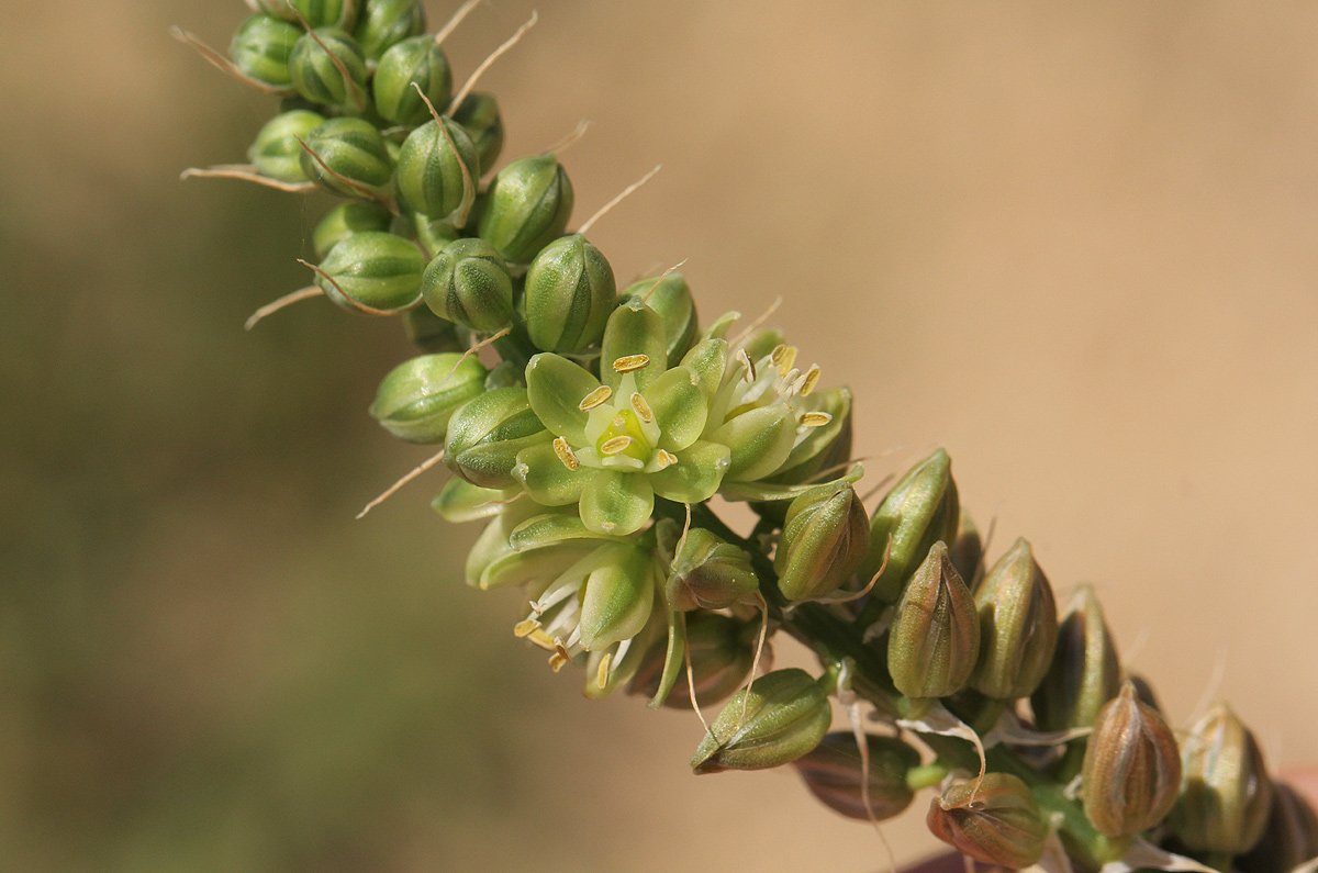Albuca virens subsp. virens Albuca virens subsp. virens