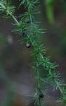Asparagus africanus