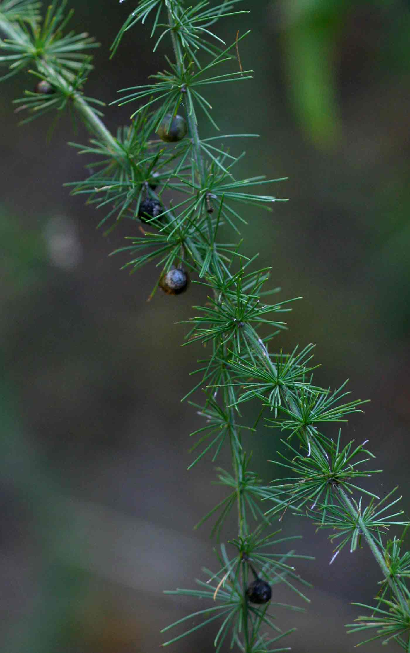 Asparagus africanus Asparagus africanus