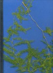 Asparagus africanus