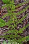 Asparagus africanus