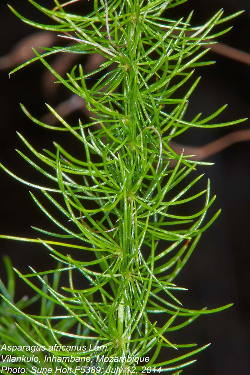 Asparagus africanus