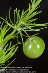 Asparagus africanus