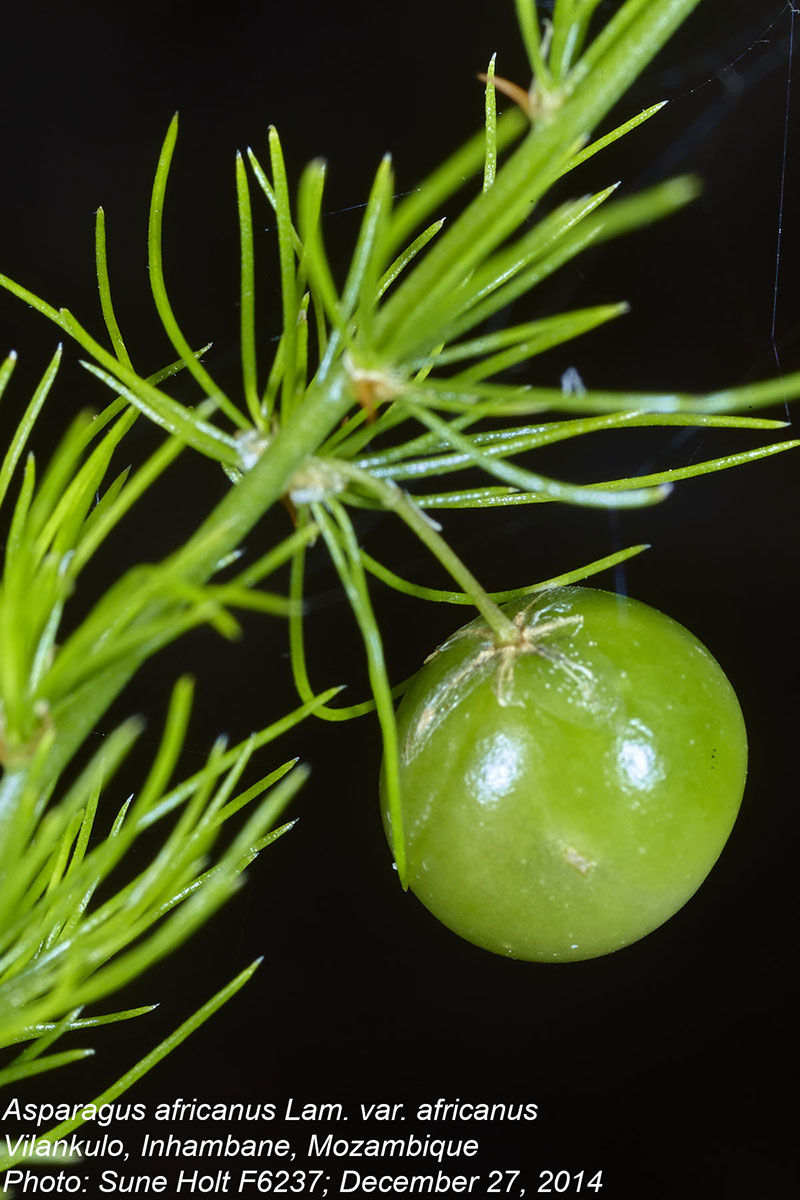 Asparagus africanus