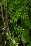 Asparagus asparagoides