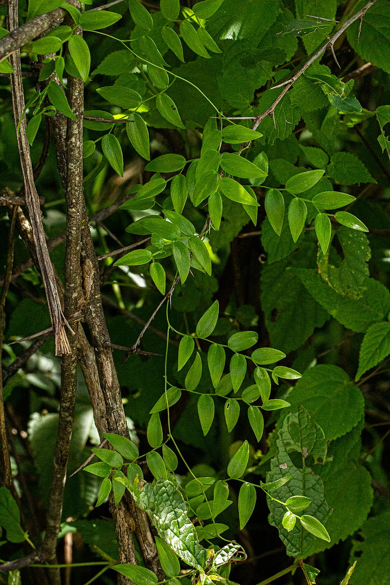 Asparagus asparagoides Asparagus asparagoides