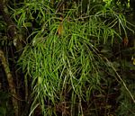Asparagus falcatus
