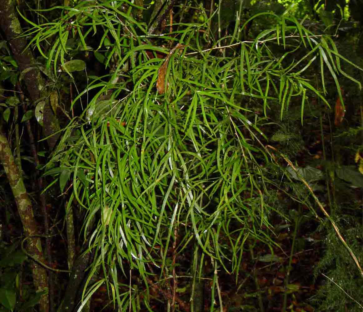 Asparagus falcatus
