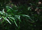 Asparagus falcatus