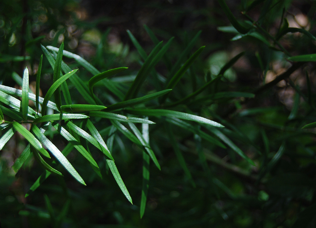 Asparagus falcatus