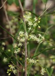 Asparagus falcatus