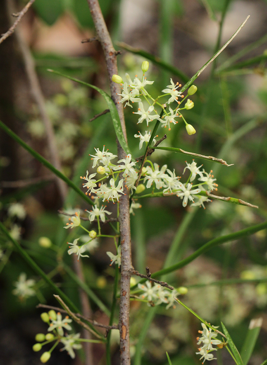 Asparagus falcatus