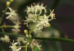 Asparagus falcatus