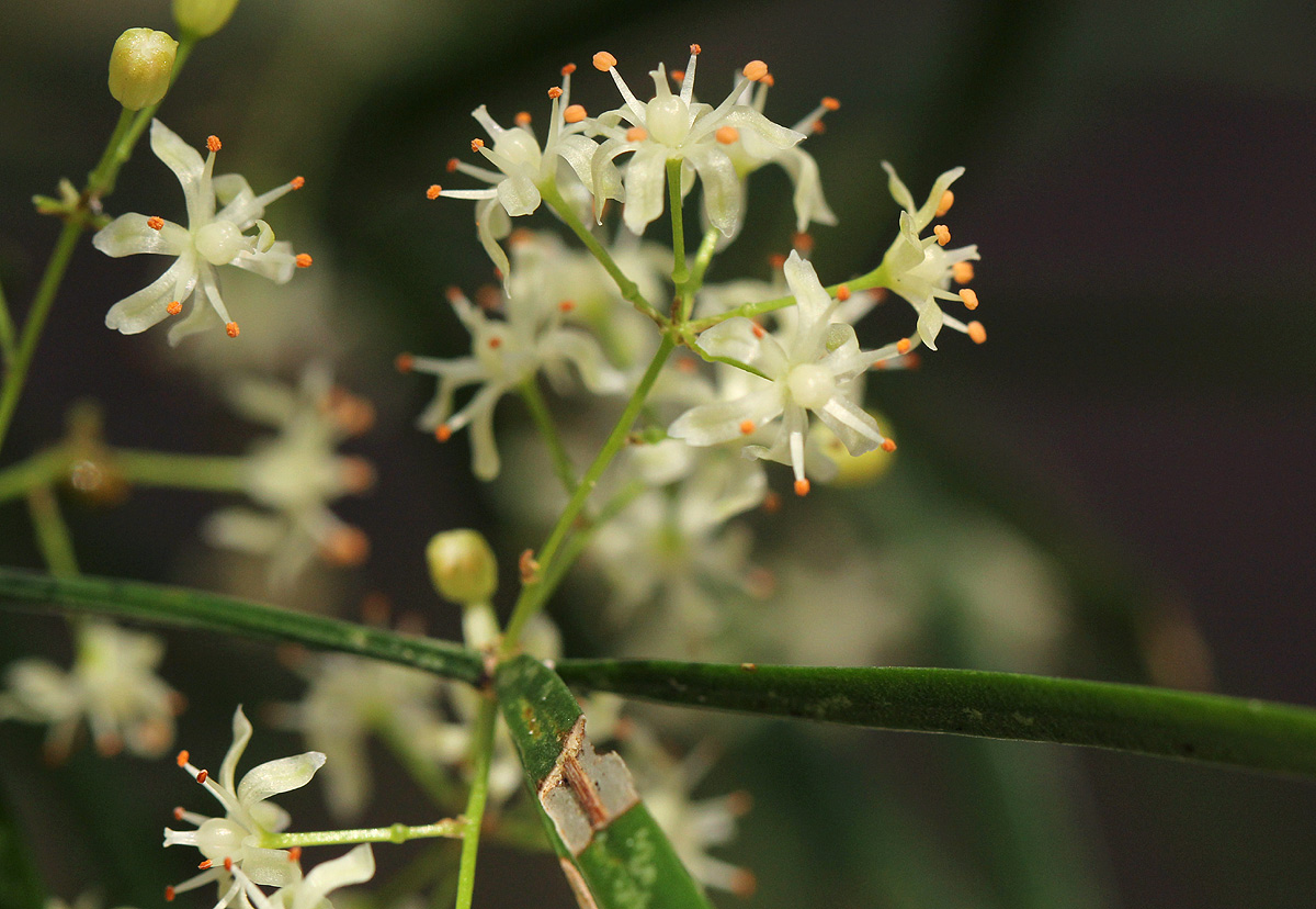 Asparagus falcatus
