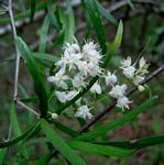 Asparagus falcatus