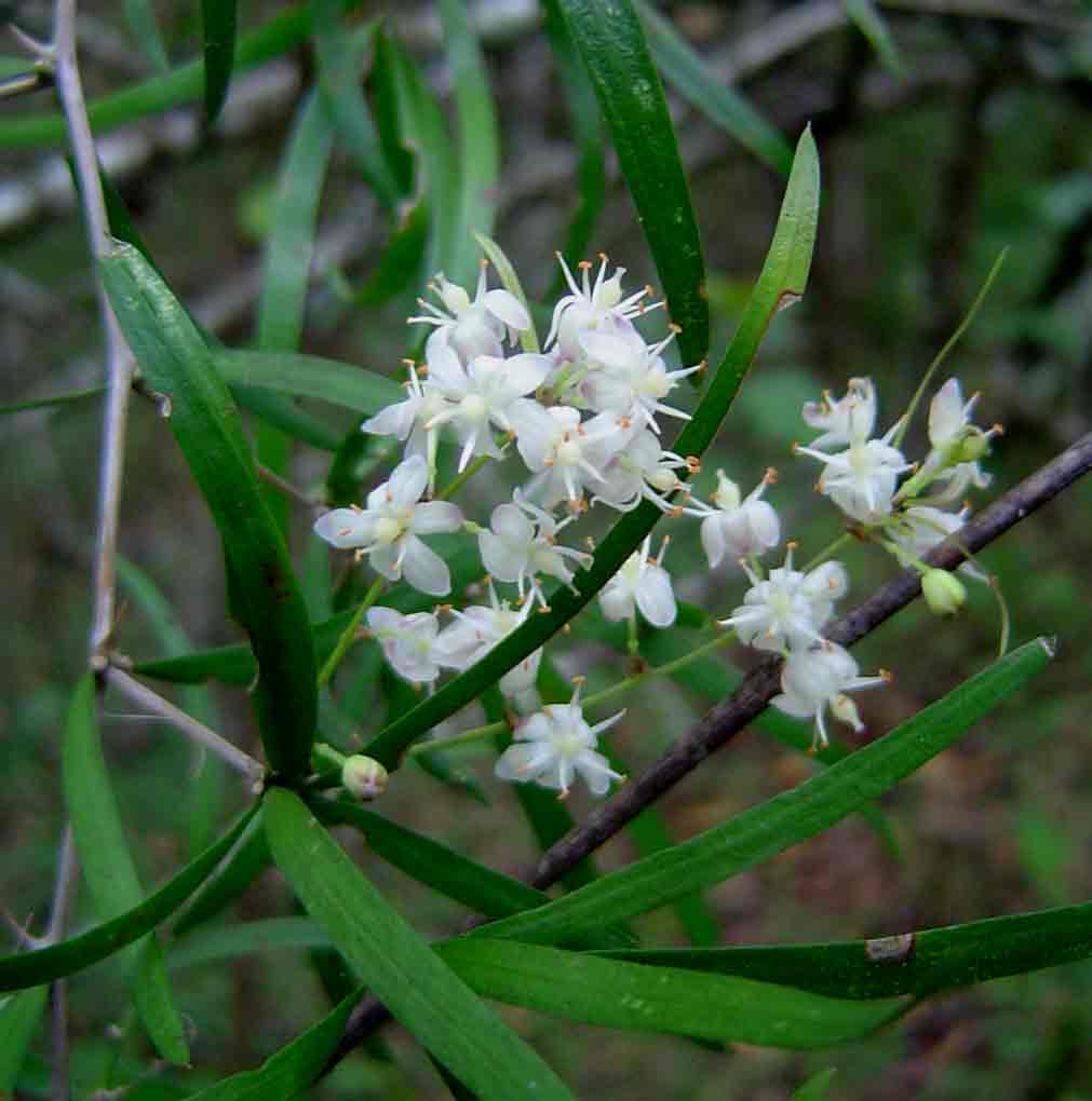 Asparagus falcatus