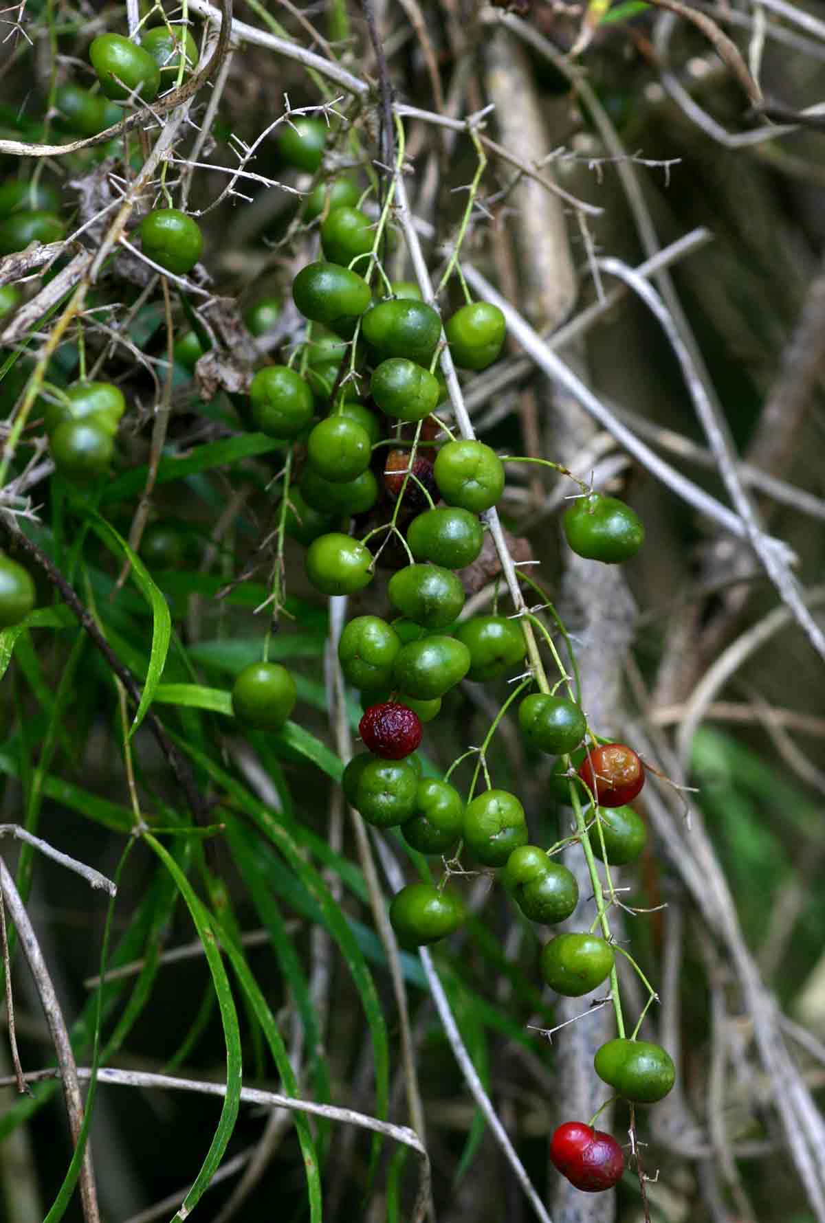 Asparagus falcatus