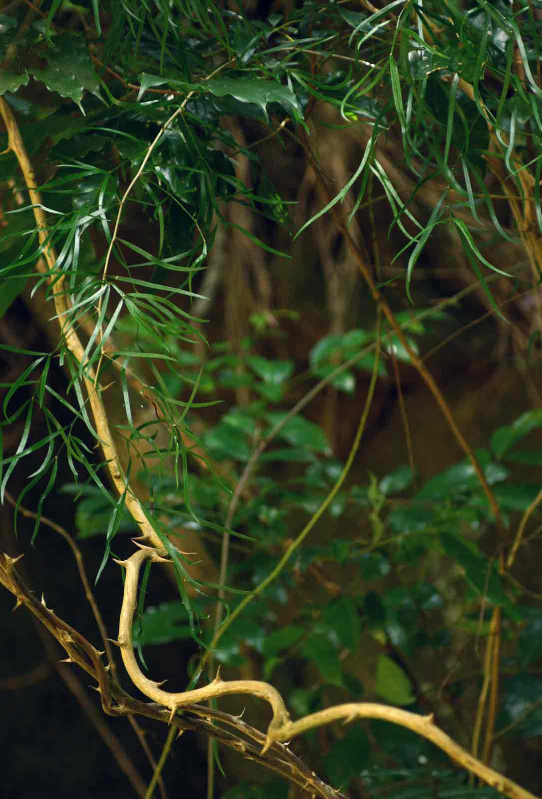 Asparagus falcatus